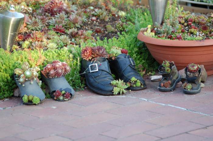 Sempervivum Dachwurz Hauswurz